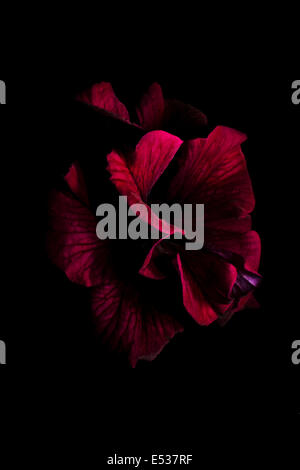 Violet/mauve pétunia Banque D'Images