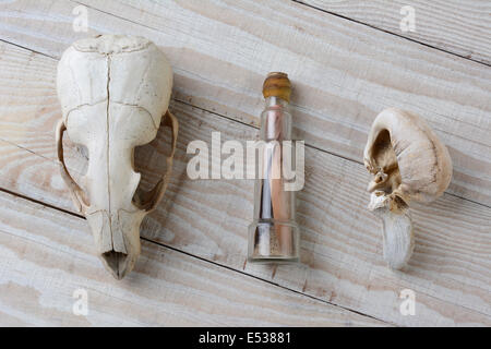 Objets trouvés lors de la plage dans une région éloignée. Un crâne de lions de mer, une baleine Os de l'oreille interne et d'une note dans une bouteille. Les éléments sont Banque D'Images