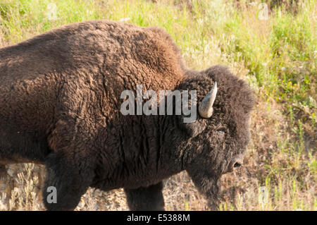 Elk203-3380 Le Canada, la Colombie-Britannique, le bison d'Amérique Banque D'Images