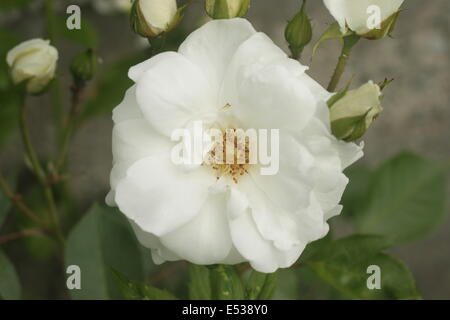 Rose blanche - flore rugosa alba close up Banque D'Images