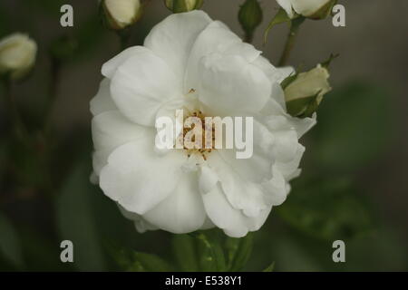 Rose blanche - flore rugosa alba close up Banque D'Images