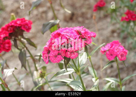 Sweet William fleurs, Dianthus barbatus close-up. Banque D'Images