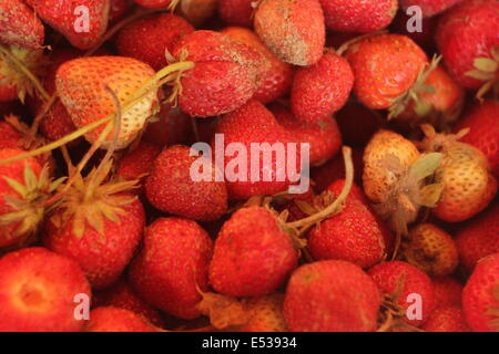 Fraises au sucre. Banque D'Images