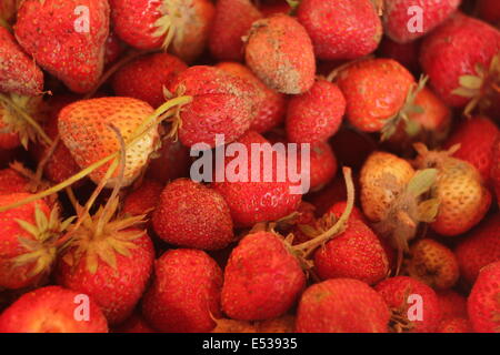 Fraises au sucre. Banque D'Images