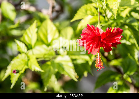 Floraison de fleurs d'Hibiscus Tropical Banque D'Images