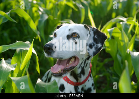 Un chien Dalmatien dans un champ de maïs. Banque D'Images