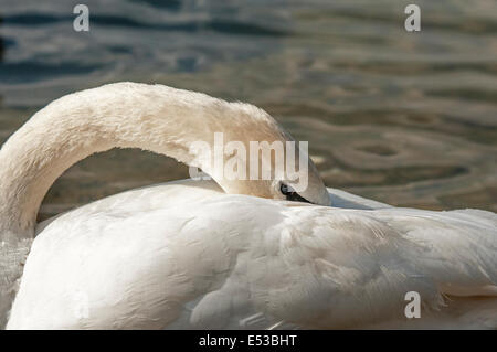 Jeune mute swan son nettoyage des plumes, au lissage lui-même, Close up Banque D'Images