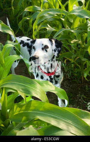 Un chien Dalmatien. Banque D'Images