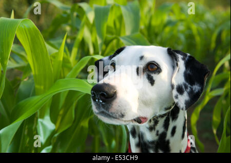Un chien Dalmatien entourée de feuilles vertes. Banque D'Images