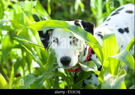 Un chien Dalmatien joue peep oh ! Banque D'Images