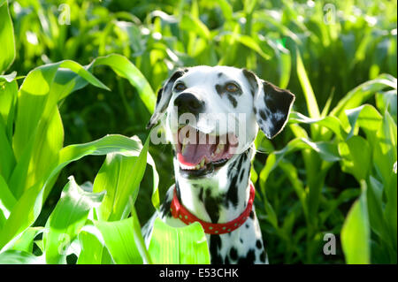 Un chien Dalmatien. Banque D'Images