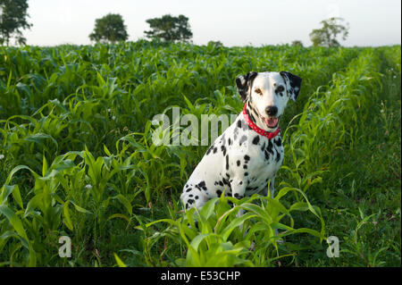 Un chien Dalmatien. Banque D'Images