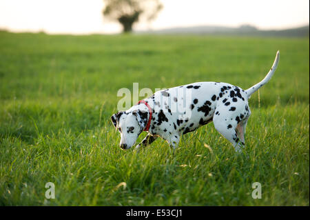 Un chien Dalmatien. Banque D'Images