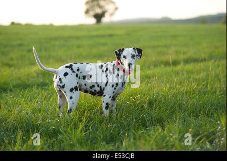 Un chien Dalmatien. Banque D'Images