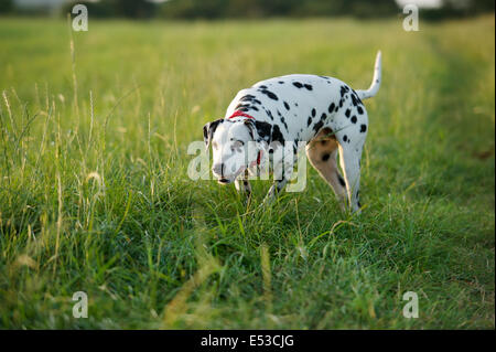 Un chien Dalmatien ludique à la Banque D'Images