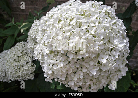 L'Hydrangea 'Annabelle' aborescens Banque D'Images