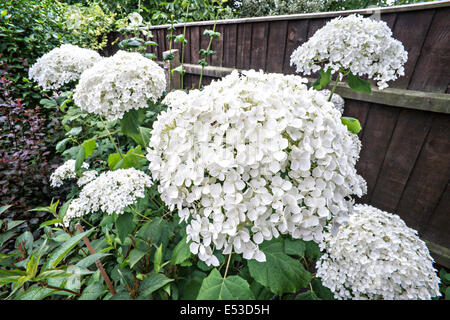 L'Hydrangea 'Annabelle' aborescens Banque D'Images