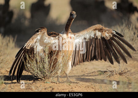 Vautour africain (Gyps africanus) assis avec ailes ouvertes sur le terrain, Afrique du Sud Banque D'Images