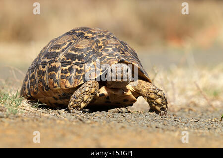 Leopard ou la montagne (Stigmochelys pardalis tortue) marche, Afrique du Sud Banque D'Images