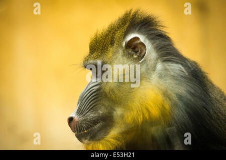 Profil de singe Primate Mandrill Banque D'Images