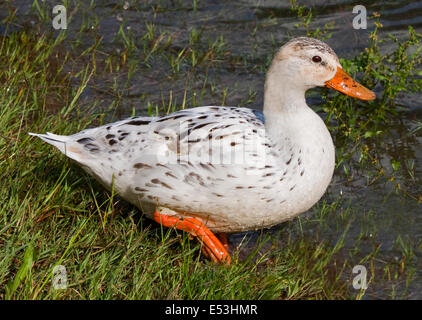 Albino Canard colvert (Anas platyrhynchos), le lac d'Idro, Italie du Nord Banque D'Images