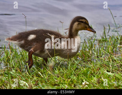 Canard colvert (Anas platyrhynchos), le lac d'Idro, Italie du Nord Banque D'Images