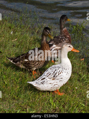 Albino et Standard Les Canards colverts (Anas platyrhynchos), le lac d'Idro, Italie du Nord Banque D'Images