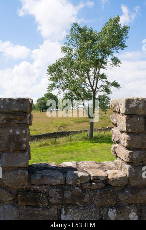 Un arbre qui grandit au Fort romain de Vindolanda Northumberland, vu à travers une reconstitution d'un rempart England UK Banque D'Images
