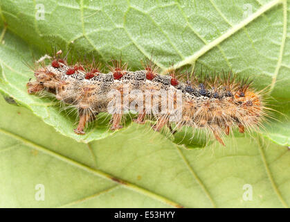 Lymantria dispar dispar , spongieuse, spongieuse européenne, et la spongieuse nord-américaine, Caterpillar Banque D'Images