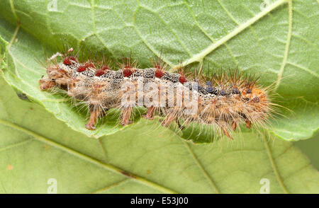 Lymantria dispar dispar , spongieuse, spongieuse européenne, et la spongieuse nord-américaine, Caterpillar Banque D'Images