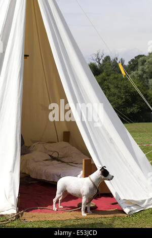Jack Russell chien attaché à l'extérieur un tipi tente à un spectacle médiéval en Angleterre Banque D'Images
