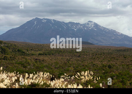 Les plaines, en face du Mont Tongariro Banque D'Images