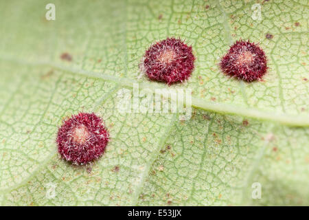 Spangle galles sur chêne commun, peut-être causé par des appels téléphoniques, fleuronnée cynips Neuroterus quercusbaccarum le wasp Banque D'Images