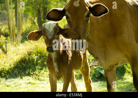 Vache brune et fils, fixant l'appareil photo Banque D'Images