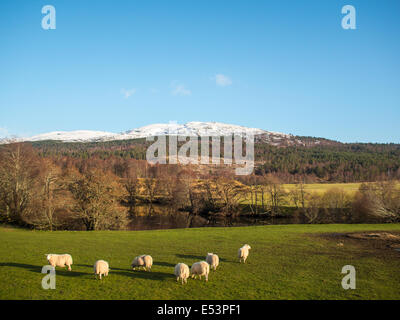 Paysage écossais avec des moutons Banque D'Images