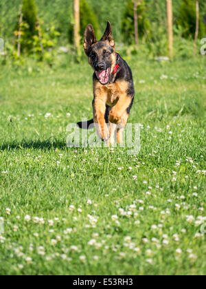 Heureux chiot berger allemand courir vers l'appareil photo Banque D'Images