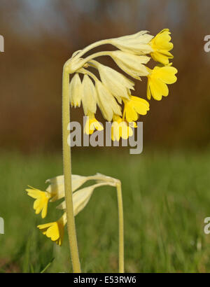 Coucou bleu commun, Primula veris, au printemps à Turku, Finlande. Banque D'Images