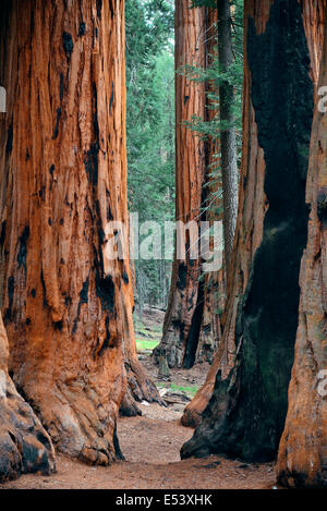 Arbre géant libre à Sequoia National Park Banque D'Images