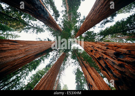 Arbre géant libre à Sequoia National Park Banque D'Images