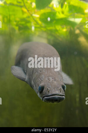 PAICHE ARAPAIMA, ou pirarucu Arapaima gigas Banque D'Images