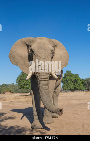 L'éléphant d'inhalation bull curieux Banque D'Images