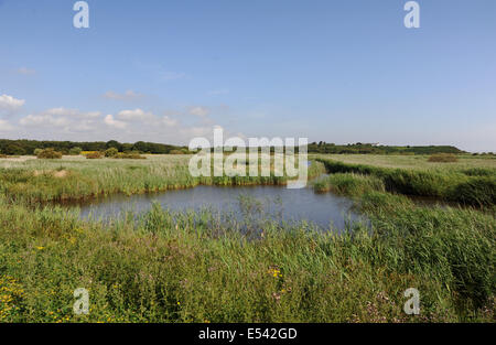 Suffolk Minsmere UK 16 Juillet 2014 - La réserve RSPB Minsmere de roselières et l'éraflure Banque D'Images