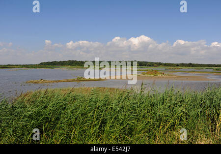 Suffolk Minsmere UK 16 Juillet 2014 - La réserve RSPB Minsmere de roselières et l'éraflure Banque D'Images