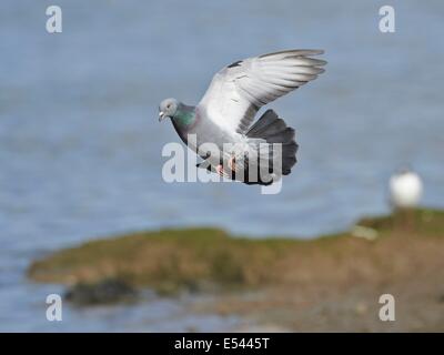 Pigeon en vol Banque D'Images