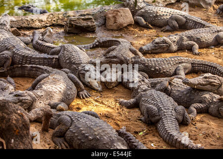 Crocodile, alligator sur un boeuf Banque D'Images