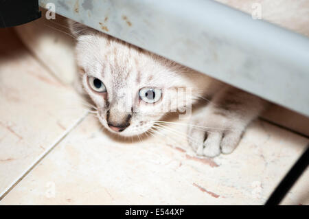 Petit Chat de se cacher sous la table Banque D'Images