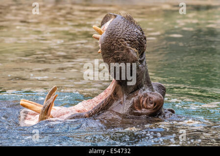 Hippopotame (Hippopotamus amphibius) montrant les dents et mâchoires énormes Banque D'Images