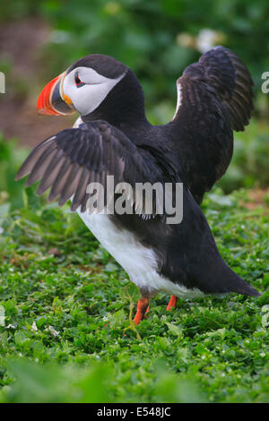 Macareux moine avec ailes déployées Banque D'Images