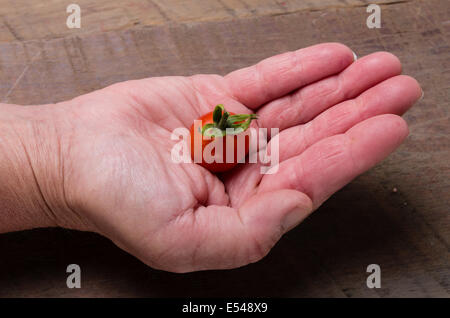 Une main tenant une seule tomate cerise Banque D'Images
