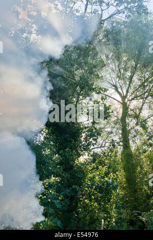Tôt le matin, les rayons du soleil et la fumée d'un feu Banque D'Images